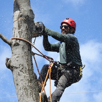 Speciality Insurance | Arborist Insurance