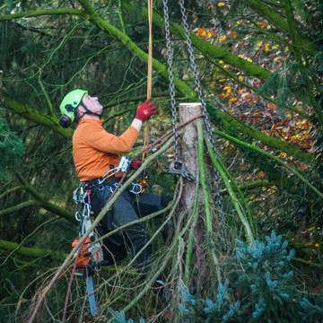 Speciality Insurance | Arborist Insurance